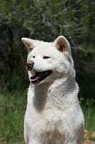 AKITA INU 427